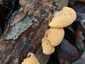 Narancssárga laskagomba (Phyllotopsis nidulans), Budai-hegység